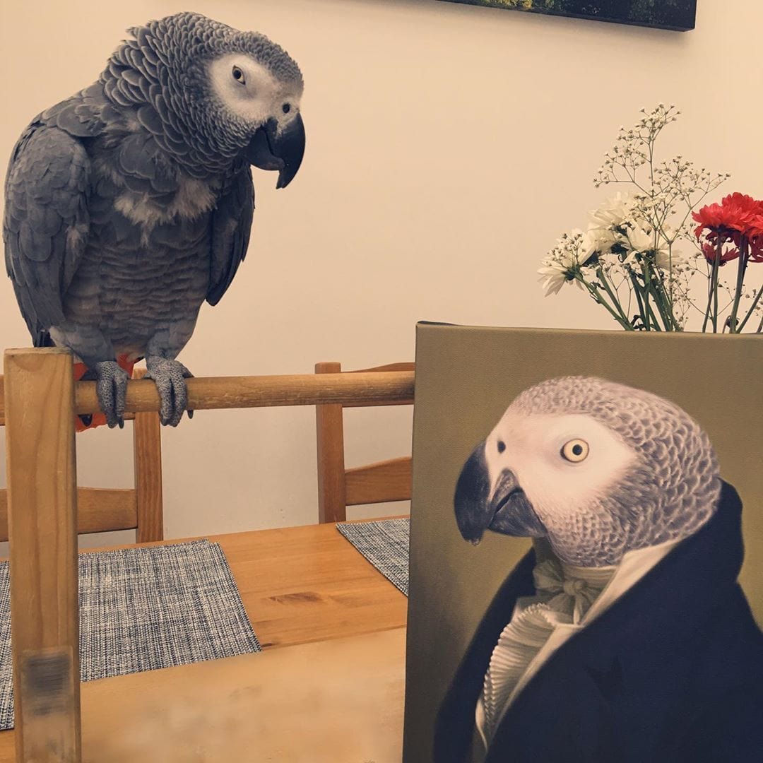 eric_the_african_grey_70798042_2429399917380329_8399930197431958538_n.jpg