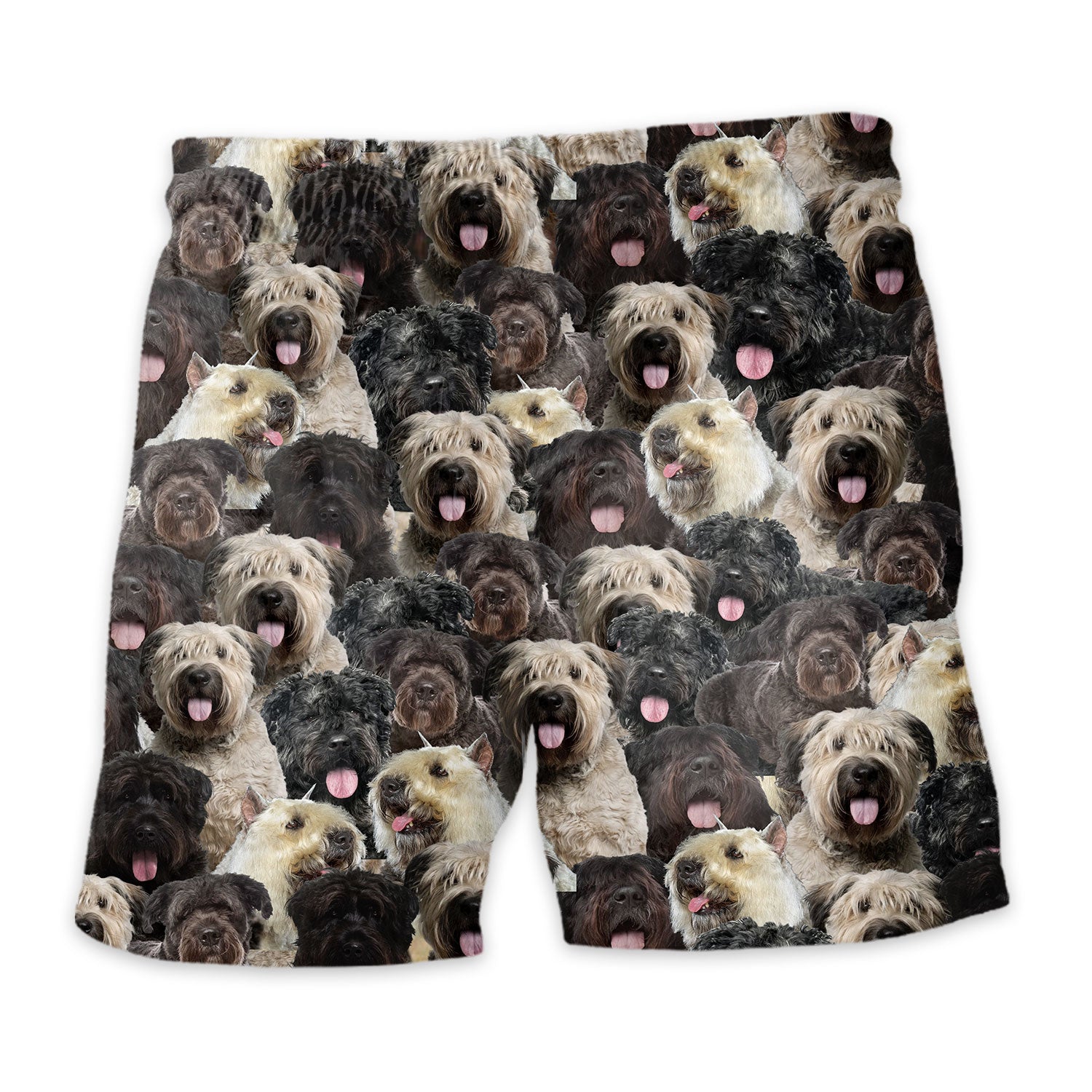 Shorts-back-Bouvier-Des-Flandres.jpg