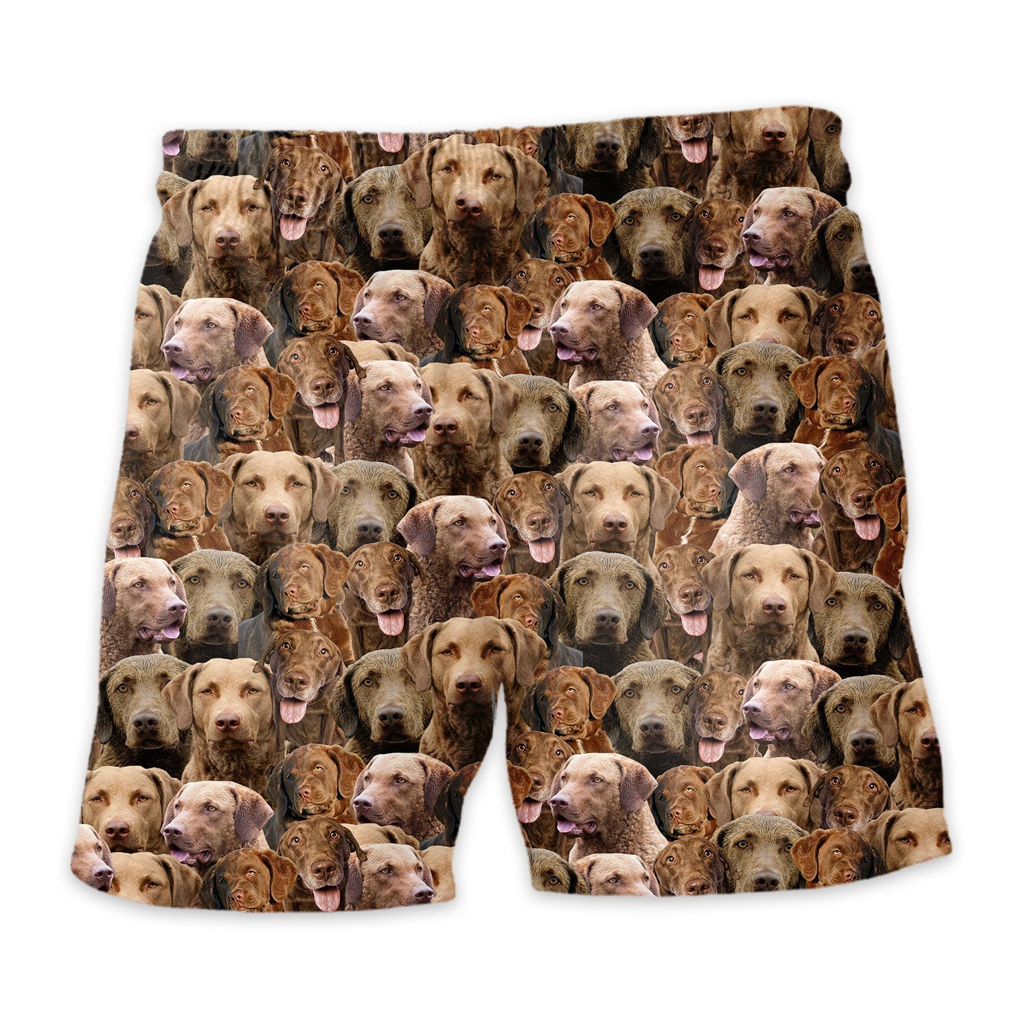 Shorts-back-Chesapeake-Bay-Retriever.jpg