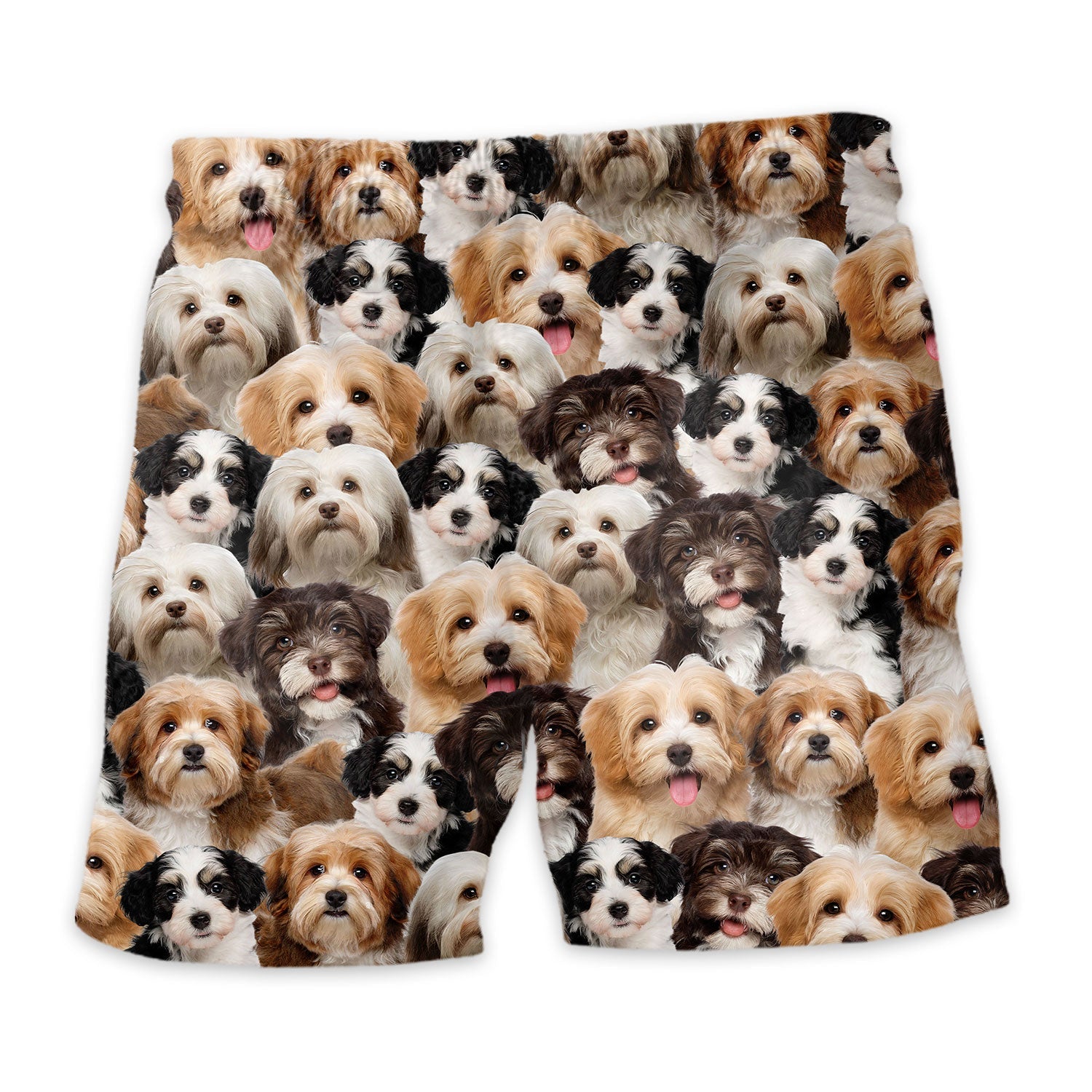 Shorts-back-Havanese.jpg