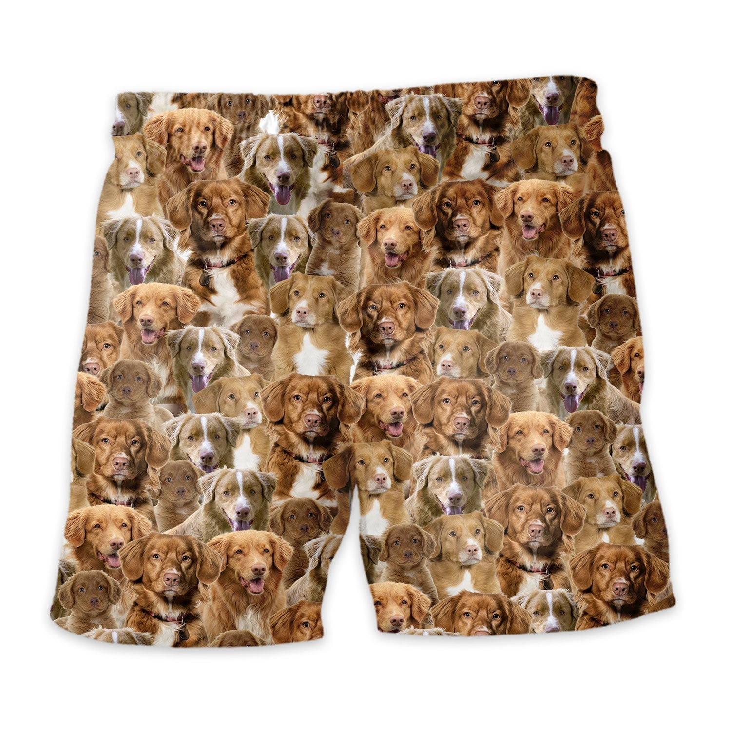 Shorts-back-Nova-Scotia-Duck-Tolling-Retriever_bb6f0119-2a2f-4411-9650-7d2cf91fae0b.jpg