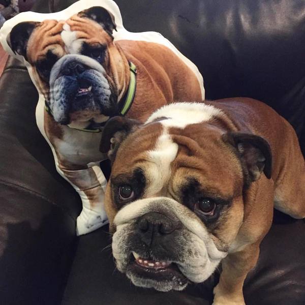 CustomDogPillowDogShapedPillow.jpg
